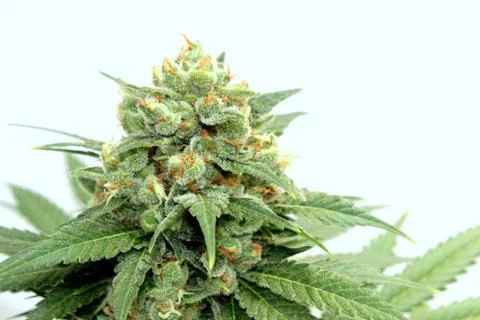 Marijuana Stock Photos