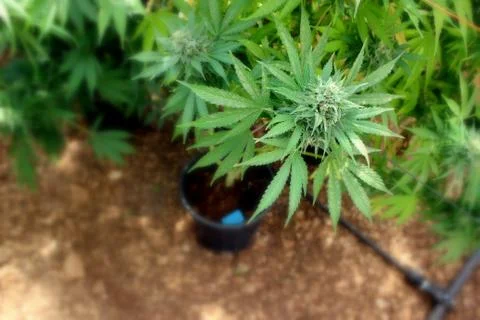 Marijuana Stock Photos