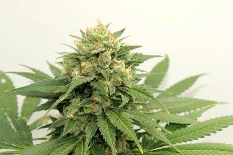 Marijuana Stock Photos