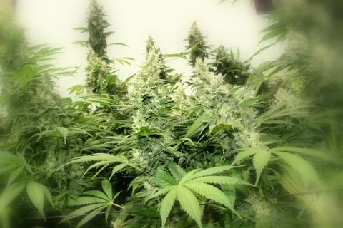 Marijuana Stock Photos