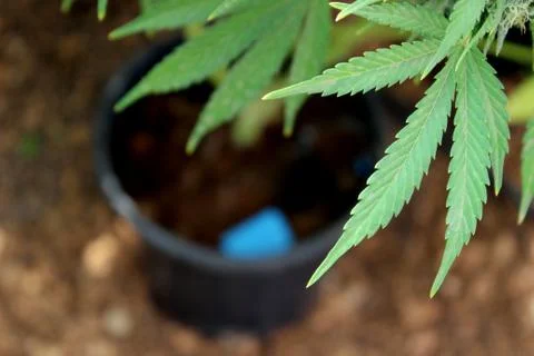 Marijuana Stock Photos