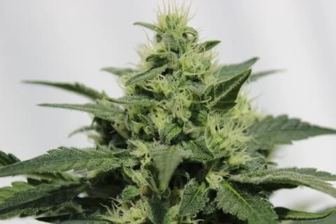 Marijuana Stock Photos