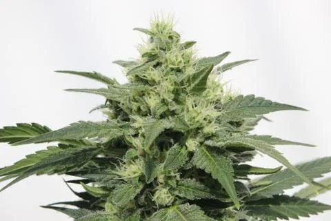 Marijuana Stock Photos