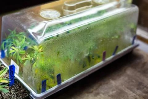 Marijuana Stock Photos