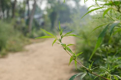 Marijuana Stock Photos