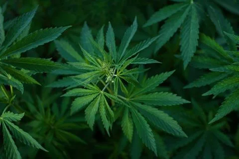 Marijuana Stock Photos