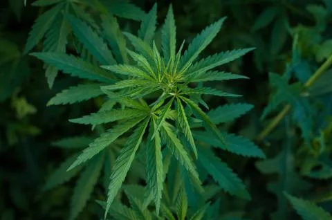 Marijuana Stock Photos