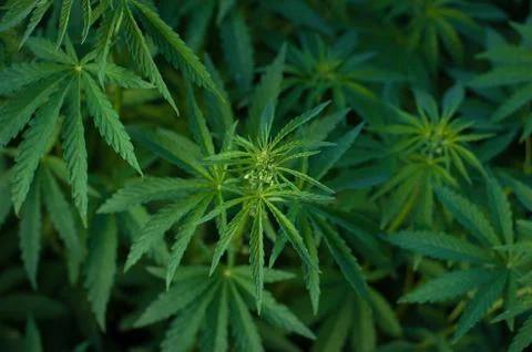 Marijuana Stock Photos