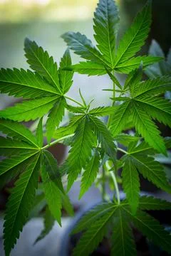 Marijuana Fotos Stock