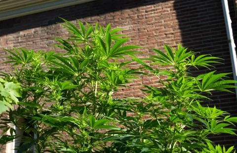 Marijuana Plant in the Backyard Stock Photos