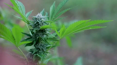 Marijuana plant blowing in the wind 4k cinematic motion. Dolly out. Stock Footage 139974357