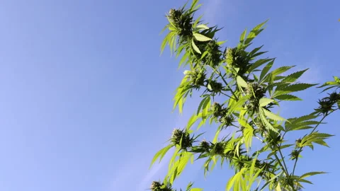 Marijuana plant blowing in the wind Stock Footage 141107257