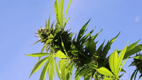 Marijuana plant blowing in the wind Stock Footage 141107609