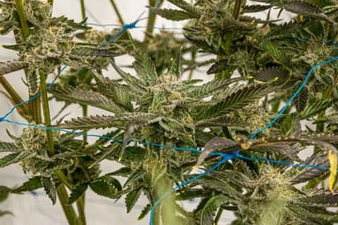 Marijuana plant with a blue string wrapped around it Stock Photos