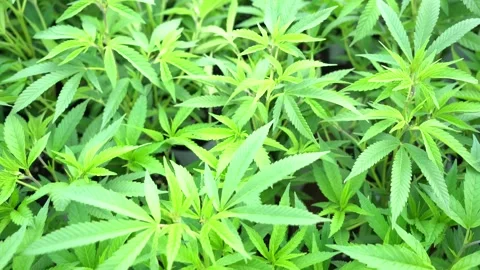 Marijuana Plant Canopy Stock Footage