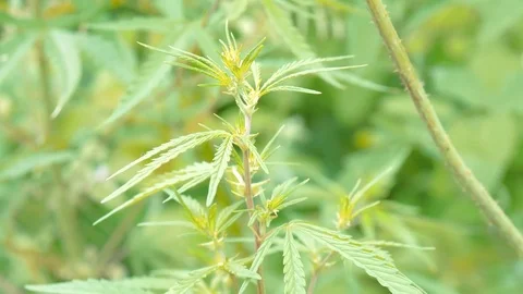 Marijuana plant closeup 스톡 동영상 71540002