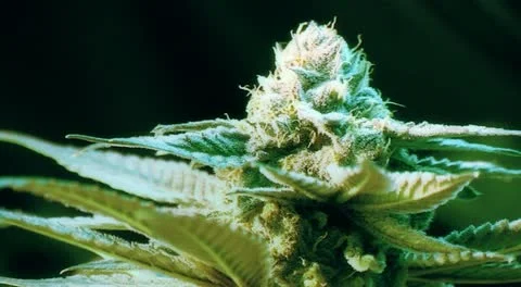 Marijuana Plant Video stock 12530759