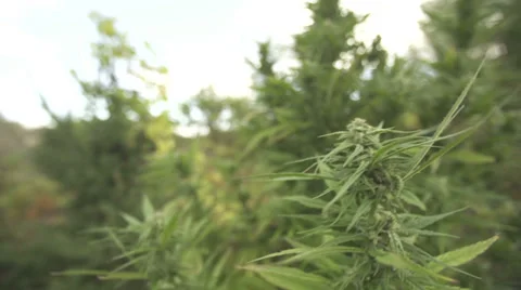 Marijuana plant Vídeo Stock 37269545