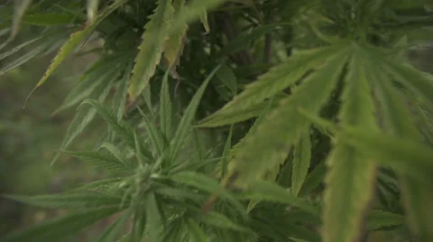 Marijuana plant Vídeo Stock 37270753