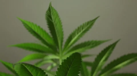Marijuana plant 库存影片 46829594