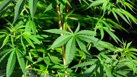 Marijuana plant 動画素材 78050032