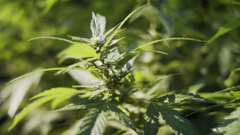 A marijuana plant Stock Footage 138467209