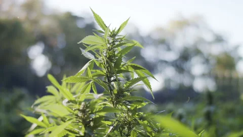 A marijuana plant Stock Footage 138469931