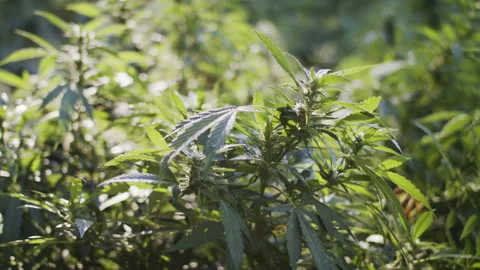 A marijuana plant Stock Footage 138469934