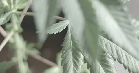 Marijuana Plant Stock Footage 139664518