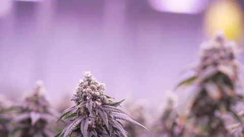 Marijuana Plant Stock Footage 232971242