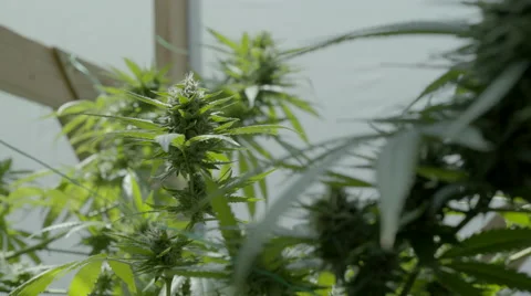 Marijuana plant growing and budding in greenhouse. Stock Footage 67870495