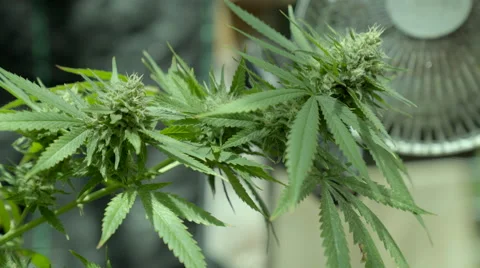 Marijuana plant growing Stock Footage 67870613