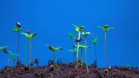 Marijuana Plant Growing Video stock 96184949