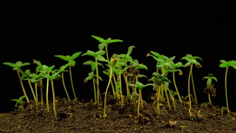 Marijuana Plant Growing Vidéo 96184958
