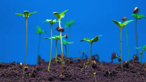 Marijuana Plant Growing Stock Footage 97202735
