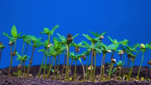 Marijuana Plant Growing Stock-Footage 98226871