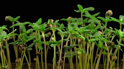 Marijuana Plant Growing Video stock 98963942