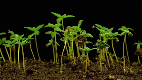 Marijuana Plant Growing Stockbeeldmateriaal 100248162