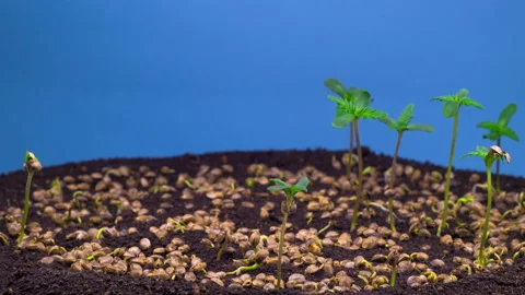 Marijuana Plant Growing Stock-Footage 100999503