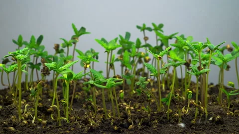 Marijuana Plant Growing Stock Footage 101916839