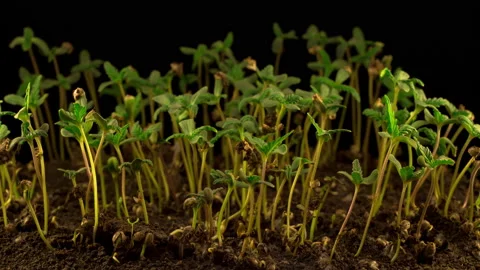 Marijuana Plant Growing Vidéo 101927110