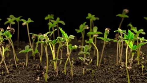 Marijuana Plant Growing Vídeos de archivo 102698071