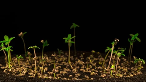 Marijuana Plant Growing Stock-Footage 110705809