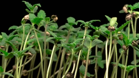 Marijuana Plant Growing Stock-Footage 139484150