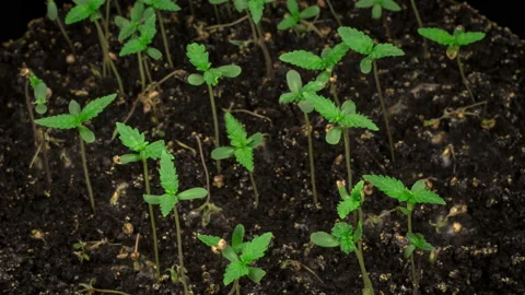 Marijuana Plant Growing Видео 142244351