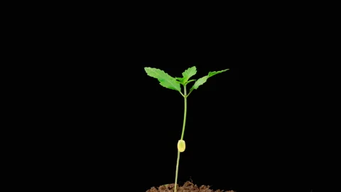 Marijuana Plant Growing Vidéo 222000642