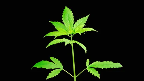 Marijuana Plant Growing Vídeos de archivo 230660986