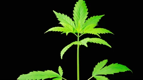 Marijuana Plant Growing Vídeos de archivo 232394119