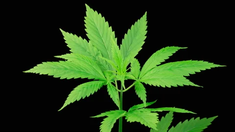 Marijuana Plant Growing Stock Footage 234923898