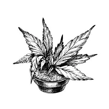 Marijuana plant with leaf in ceramic pot. Vector black vintage hatching Stock Illustration